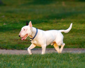 bull-terrier-17