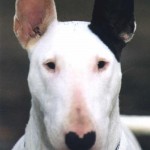 bull-terrier-18