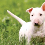 bull-terrier-19