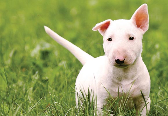 bull-terrier-19