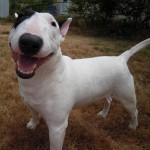 bull-terrier-2