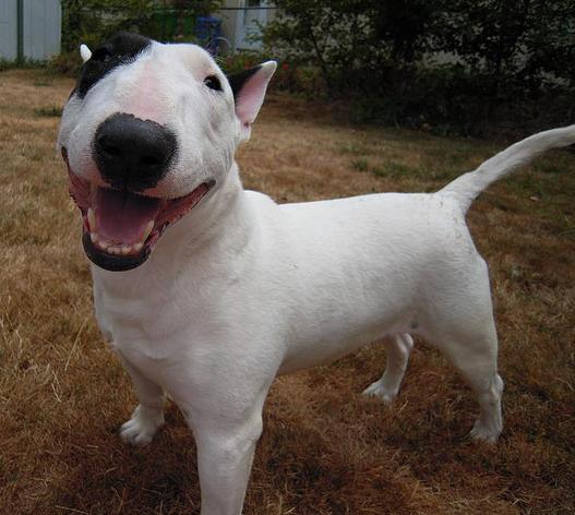 bull-terrier-2