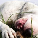 bull-terrier-20