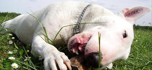 bull-terrier-20