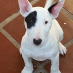 bull-terrier-3