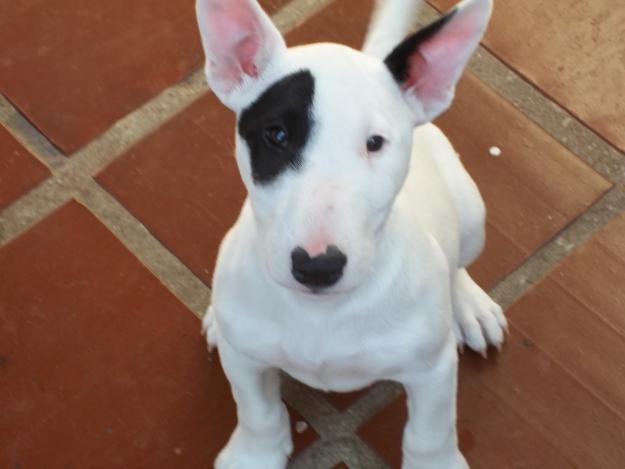 bull-terrier-3