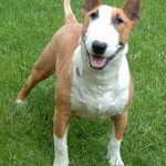 bull-terrier-4