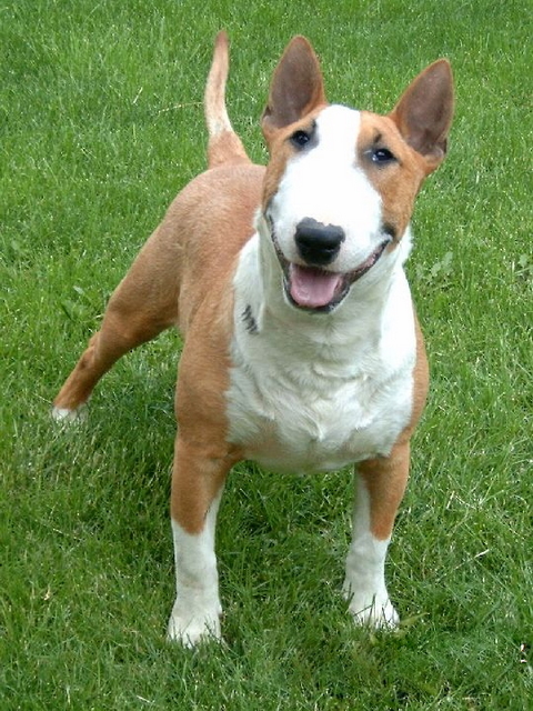 bull-terrier-4