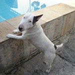 bull-terrier-5