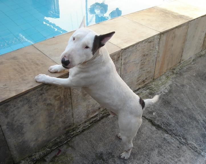 bull-terrier-5