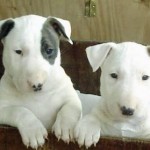 bull-terrier-6