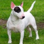 bull-terrier-7