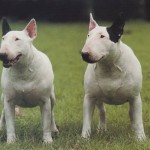 bull-terrier-8