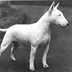 bull-terrier-9