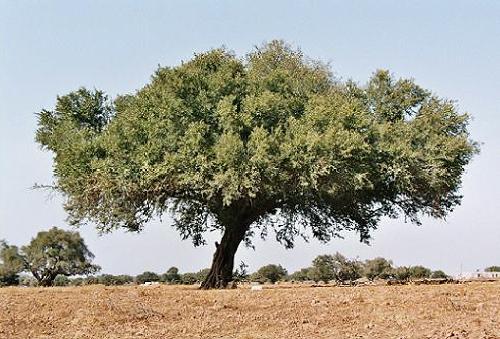Óleo de Argan