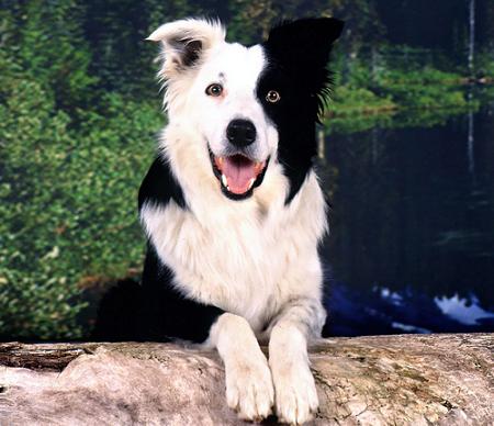 Border Collie