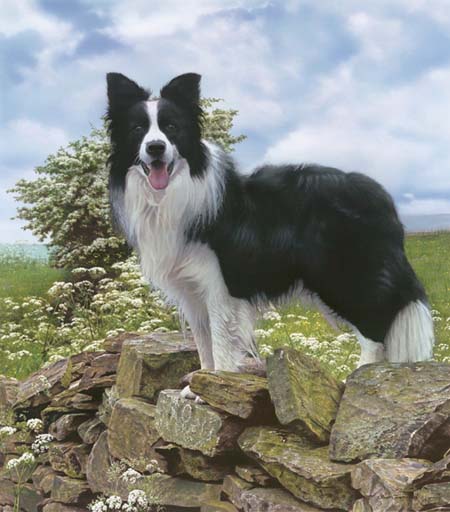 Border Collie