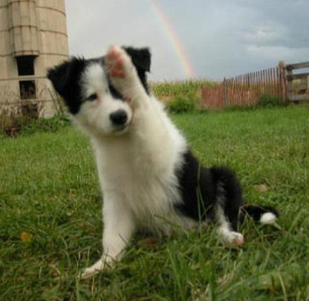 Border Collie