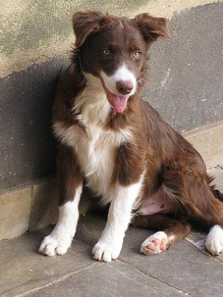 Border Collie