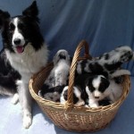 border-collie-1