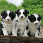 border-collie-10