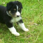 border-collie-11