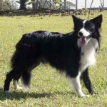 border-collie-12
