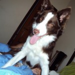 border-collie-13
