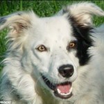 border-collie-14