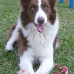 border-collie-15