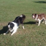 border-collie-16