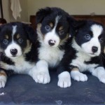 border-collie-2