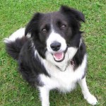 border-collie-3