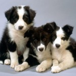 border-collie-4