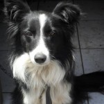 border-collie-5