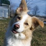 border-collie-6