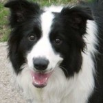 border-collie-7