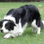 border-collie-8