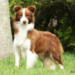 border-collie-9