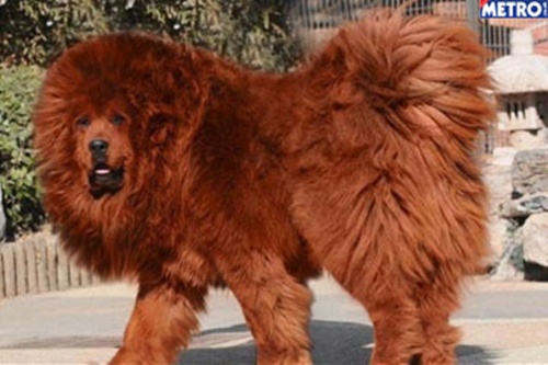 Mastiff Tibetano