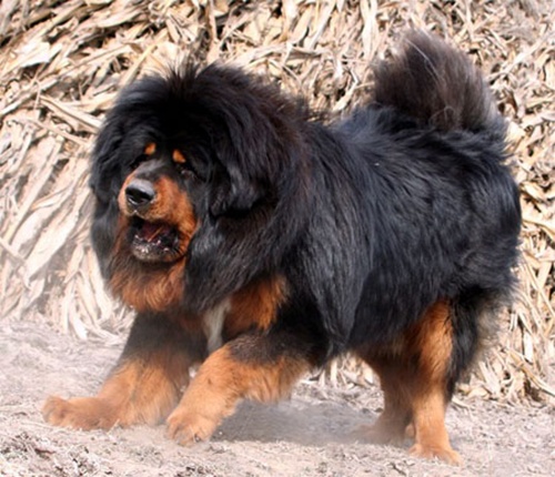 Mastiff Tibetano
