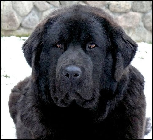 Mastiff Tibetano
