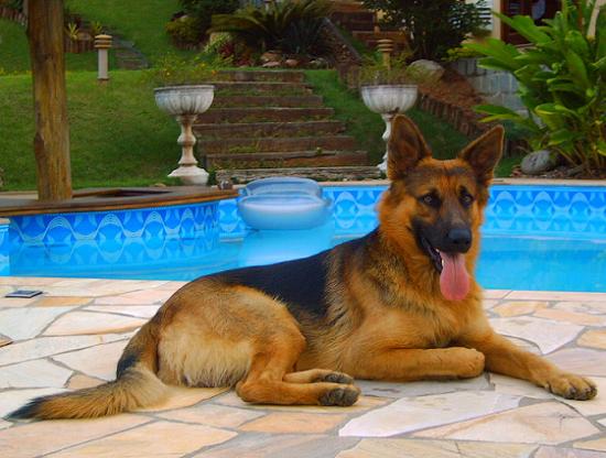 Pastor Alemão