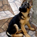 pastor-alemao-16