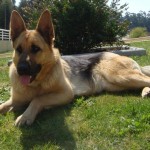 pastor-alemao-9